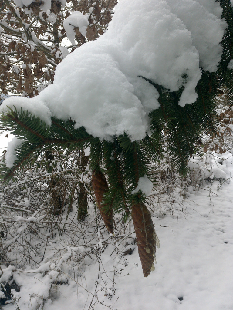 Harz oder Eis?