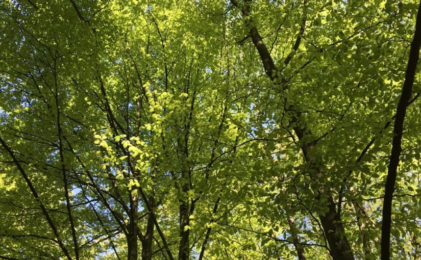 Blick in den "Buchen-Himmel"