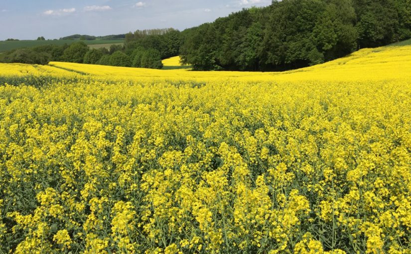 Rapsfeld