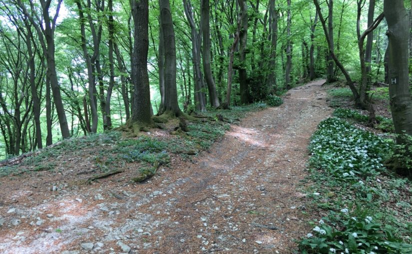 Weg im Wald zwischen Bad Iburg und Borgholzhausen